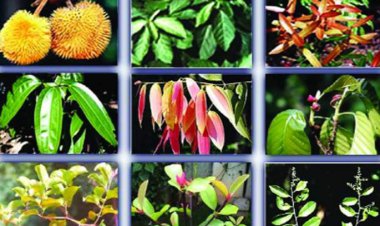 Biodiversity - राज्याची वनस्पती जैव विविधता धोक्यात, जपणूक करणे गरजेचे